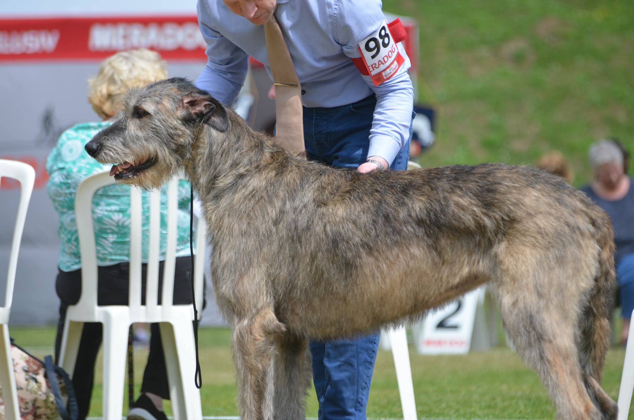 Årets hund 2016 Irsk ulvehundklubb